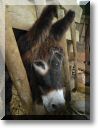 2012-06-24-BALADE-STE GENEVIEVE024.jpg